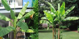 Vasthu tips Banana tree plantation