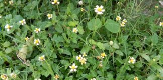 Health benefits of gaddi chamanti plant