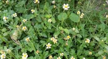 Health benefits : ఈ గ‌డ్డి మొక్క గురించి తెలిస్తే షాక్ అవుతారు.
