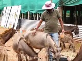 lefted software job and earn millions with donkeys.