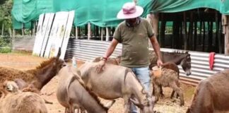 lefted software job and earn millions with donkeys.