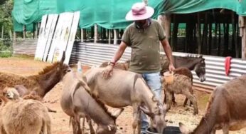 Viral news : సాప్ట్ వేర్ జాబ్ వదిలేసి గాడిదలు కాస్తు లక్షలు అర్జీస్తున్నారడు.