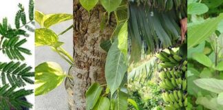 Astro tips these five trees give money and happiness