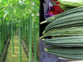 Sugar levels control by taking ridge gourd daily