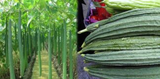 Sugar levels control by taking ridge gourd daily