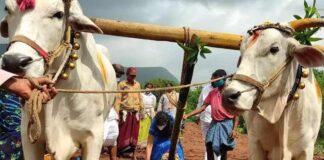 harvest purnima festivals done by formers
