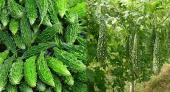 Health Benefits : వర్షాకాలంలో కాకరకాయ రోజు తీసుకుంటే హెల్త్ బెనిఫిట్స్ ఎన్నో