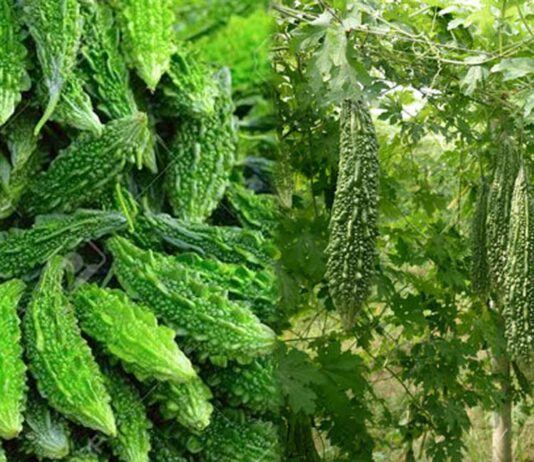 Health Benefits bitter gourd