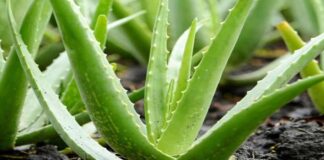 Heath benefits of aloevera
