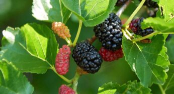 Health benefits : మల్బరీ పండు యొక్క ప్రయోజనాలు….. వీటిని తింటే అందం 10 రెట్లు అవుతుందట