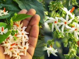 Health benefits of parijatham plant