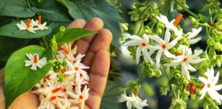 Health benefits of parijatham plant