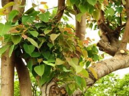 pipal tree divine medicine for cancer