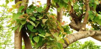 pipal tree divine medicine for cancer