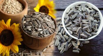 Health tips : సన్ ఫ్లవర్ సీడ్స్ ఇలా తినడం వల్ల ఇన్ని ప్రయోజనాలు ఉన్నాయా.