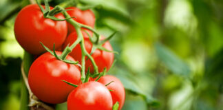Cant find the tomato anymore you know why