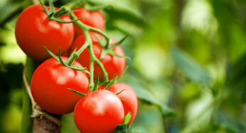 Tomato : వామ్మో ఇక ట‌మాటా దోర‌క‌దా… ఎందుకో తెలుసా…?