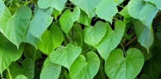 Two leaves on the day of Tippatiga check for all diseases
