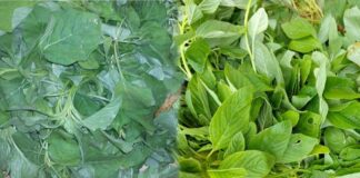 The benefits of including thotakura in our daily diet