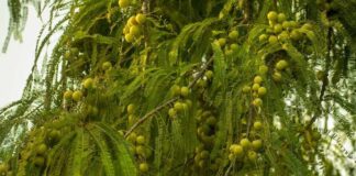 Daily intake of amla is good for health