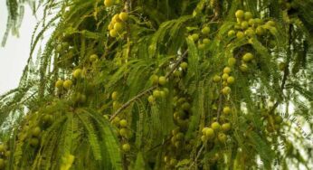 Health benefits : ఉసిరికాయను రోజూ తీసుకోవడం వలన ఆరోగ్యానికి జరిగే మేలు ఎంత ఉందో తెలుసుకుందాం