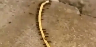 ants steal gold chain video viral