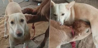 dog gives milk to calf in karnataka video viral