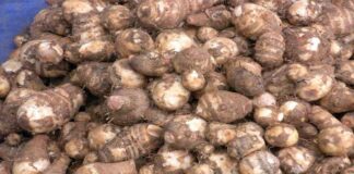 Health Benefits of chamadumpalu