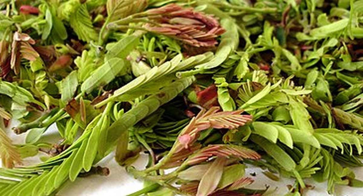 Health Benefits : చింత చిగురును ఎలా తీసుకోవాలి... చిగురుని తినడం వల్ల కలిగే ప్రయోజనాలు మీకోసం. Health Benefits of chinta chiguru