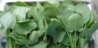 health benefits of chukka Kura