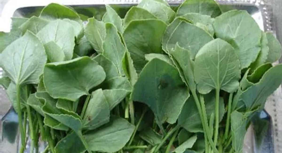 Health Benefits : చుక్కకూర తినడం వల్ల.. కలిగే ప్రయోజనాలు బోలెడు. health benefits of chukka Kura