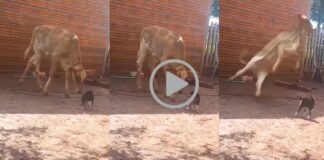 cat and cow video gone viral in social media