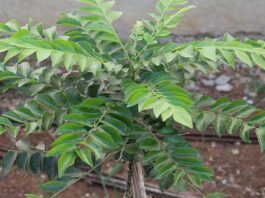 Health benefits with curry leaves and it's results