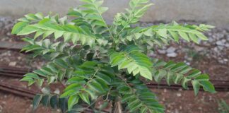 Health benefits with curry leaves and it's results