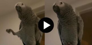 dancing parrot vedio gone viral in social media