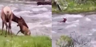 Baby deer cross the river IAS Officer taken this viral video as motivation