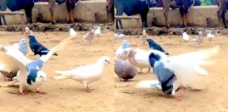 Pigeon doing some flips and gymnastics