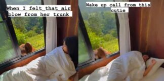 Elepent saying good to women in hotel video gone viral