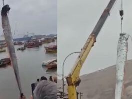 huge earthquake fish found in chile video viral