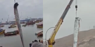 huge earthquake fish found in chile video viral
