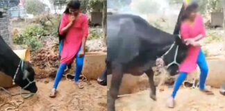 viral video girl dance with buffalo