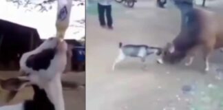 viral vedio drunken goat fight with bull gone viral in social media 