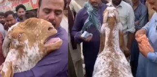 goat hugs owner and cries like human after selling video viral