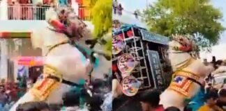 Viral Video horse went out of control Indian marriage