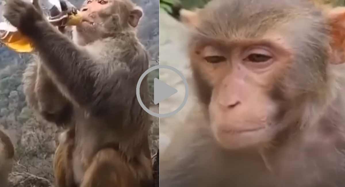 Viral Vedio : విస్కీ తాగిన కోతి, తరువాత చేసింది చూస్తే అవ్వక్కువుతారు... viral video drunken monkey things gone viral in social media