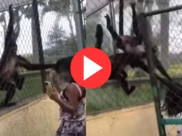 monkeys attacked girl repeatedly in zoo