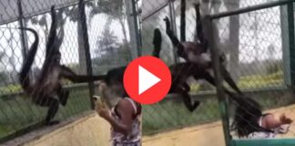 monkeys attacked girl repeatedly in zoo