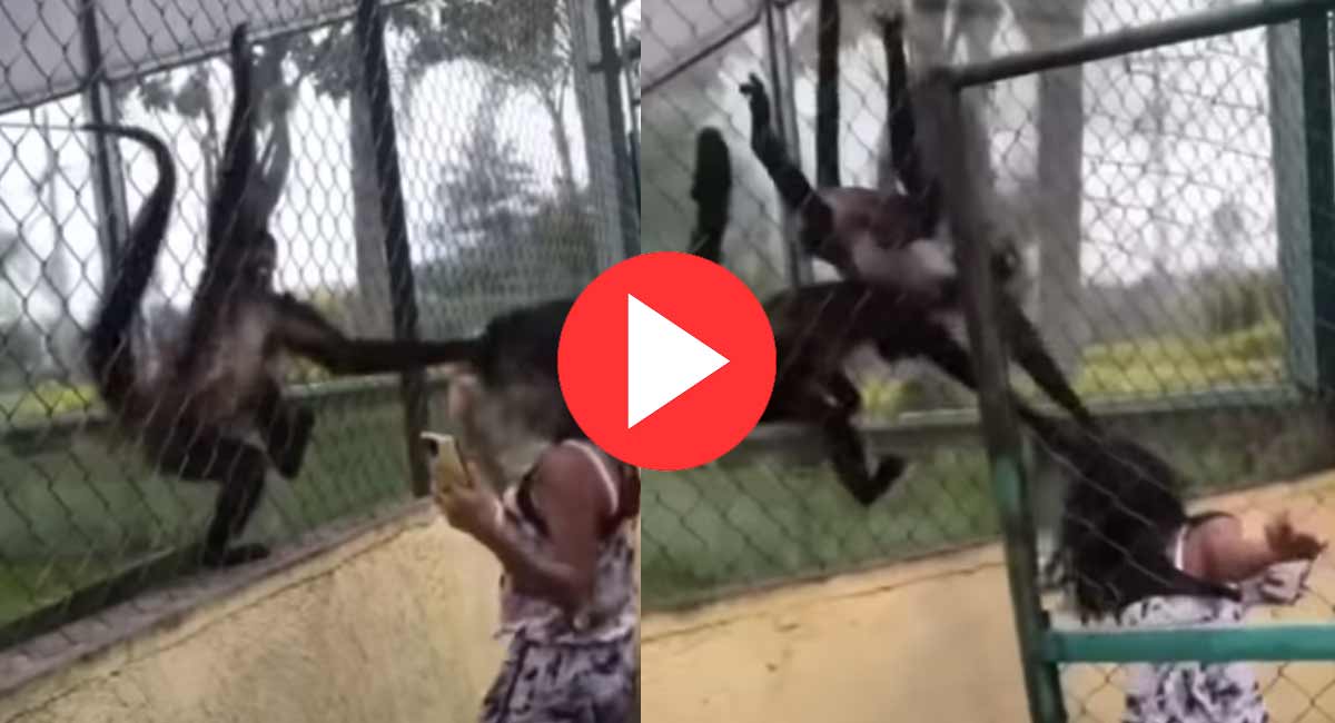 Viral Video : కోతులు చేసిన పనికి అమ్మాయి అమ్మాయి విల విల, అందుకే వీటిని కోతులు అనేది. monkeys attacked girl repeatedly in zoo