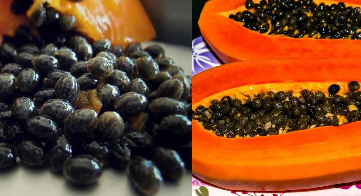 Health Benefits : బొప్పాయి గింజల తినడం వల్ల బరువు తగ్గవచ్చా? Health Benefits poppya seeds helps for weight loss