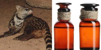 do you know why punugu pilli oil apply to lord venkateswara